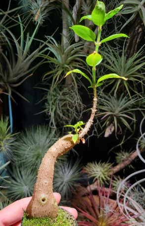 Hydnophytum spec. (roundish caudex) wondiwoi, irian jawa 5 Pieces Seeds