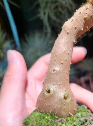 Hydnophytum spec. (roundish caudex) wondiwoi, irian jawa 5 Pieces Seeds