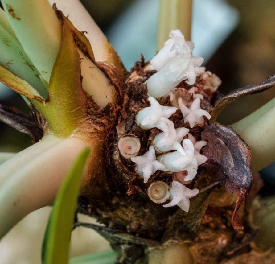 Hydnophytum mamberamoense 5 Pieces Seeds