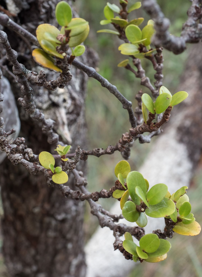 Hydnophytum petiolatum var. argentatum 5 Pieces Seeds