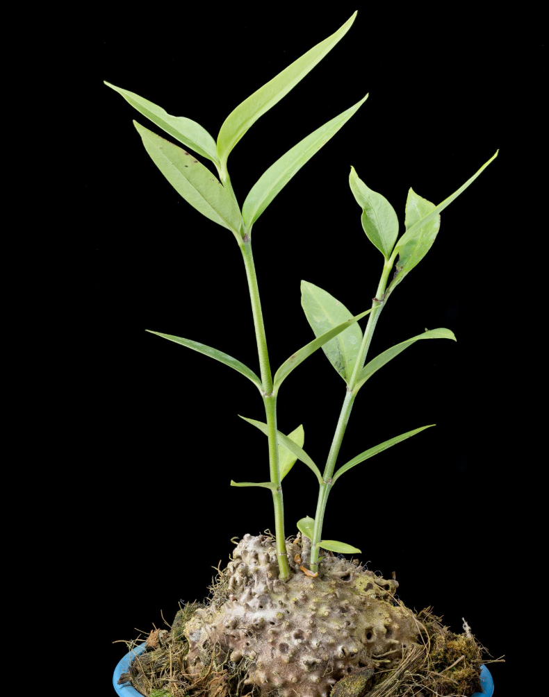 Hydnophytum spec. Timika 5 Pieces Seeds