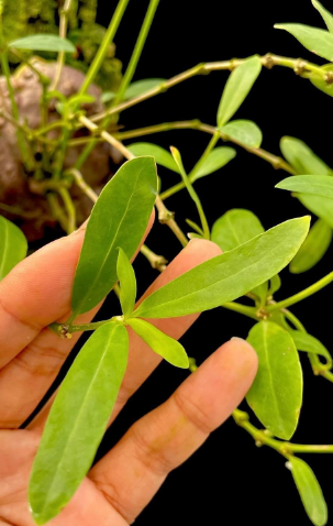 Hydnophytum kebarense 5 Pieces Seeds