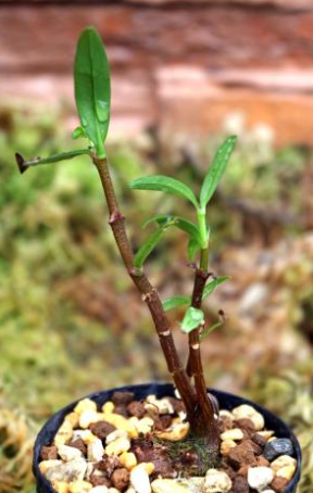 Hydnophytum ramispinum 5 Pieces Seeds
