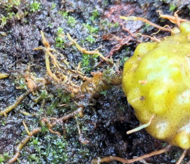 Hydnophytum sp. aff. reevii 5 Pieces Seeds