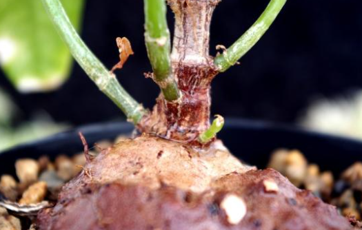 Hydnophytum simplex 5 Pieces Seeds