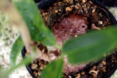 Hydnophytum simplex 5 Pieces Seeds