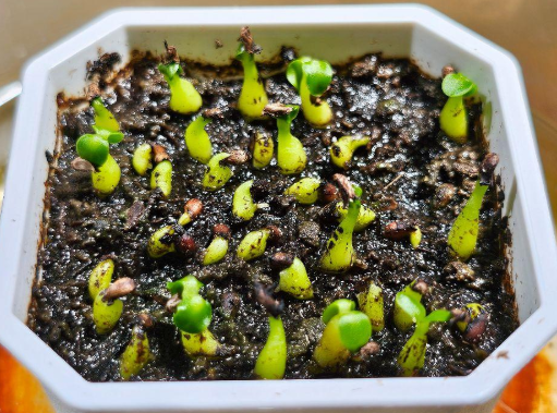 Myrmecodia alata 7 Pieces Seeds