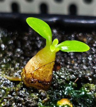 Myrmecodia alata 7 Pieces Seeds
