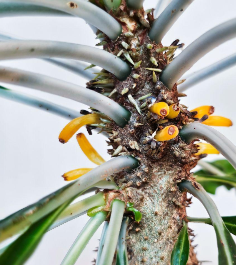 Myrmecodia alata 7 Pieces Seeds