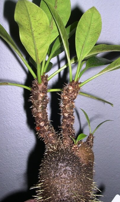 Myrmecodia albertisii 7 Pieces Seeds