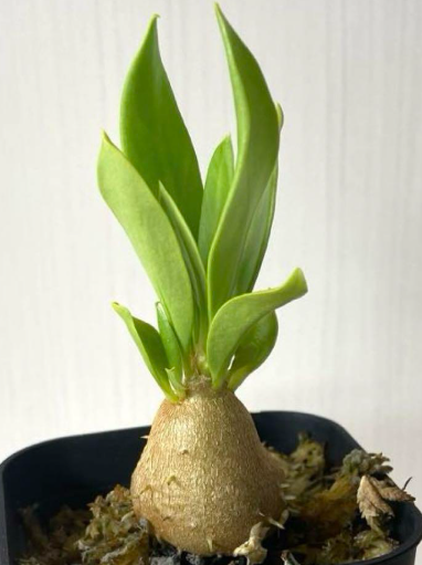Myrmecodia beccarii 7 Pieces Seeds