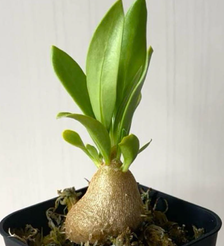 Myrmecodia beccarii 7 Pieces Seeds
