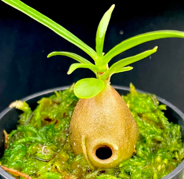 Myrmecodia archboldiana 7 Pieces Seeds