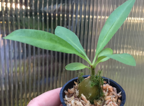Myrmecodia armata 7 Pieces Seeds