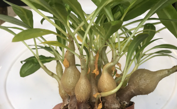 Myrmecodia armata 7 Pieces Seeds