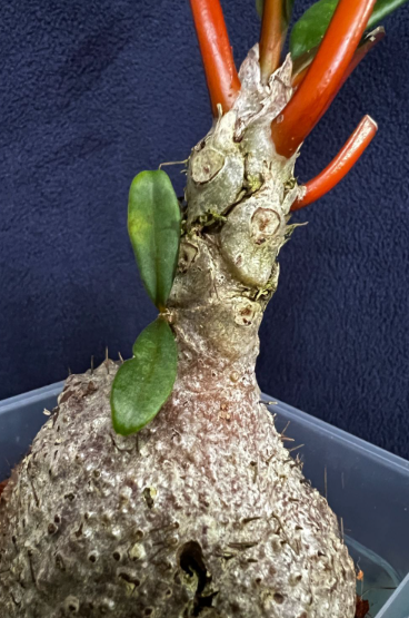 Myrmecodia sp. red 7 Pieces Seeds