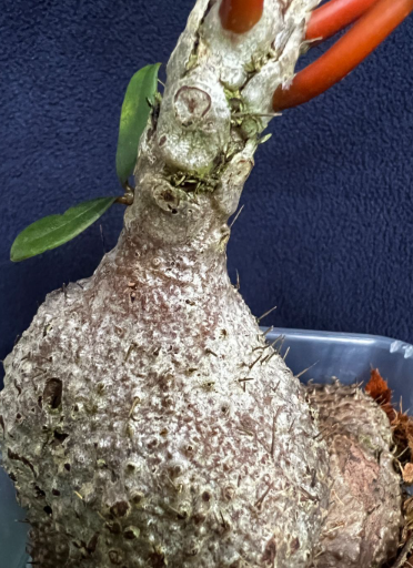 Myrmecodia sp. red 7 Pieces Seeds