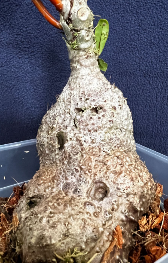 Myrmecodia sp. red 7 Pieces Seeds