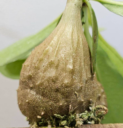 Myrmecodia tuberosa 7 Pieces Seeds