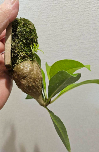Myrmecodia tuberosa 7 Pieces Seeds
