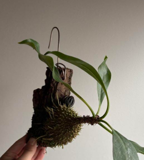 Myrmecodia tuberosa "papuana" 7 Pieces Seeds