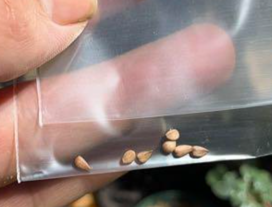Myrmecodia tuberosa "apoensis" 7 Pieces Seeds