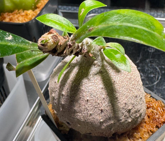 Myrmecodia spec. nov. irian jaya 7 Pieces Seeds