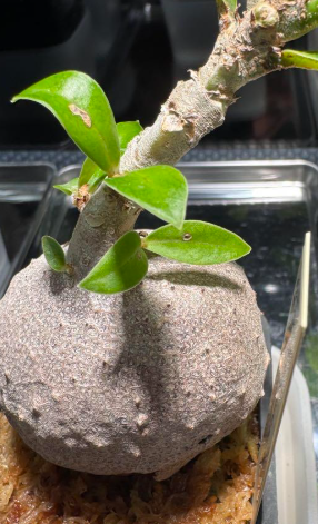 Myrmecodia spec. nov. irian jaya 7 Pieces Seeds
