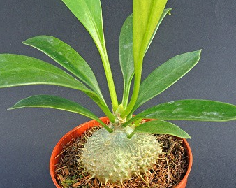 Myrmecodia echinata 5 Pieces Seeds