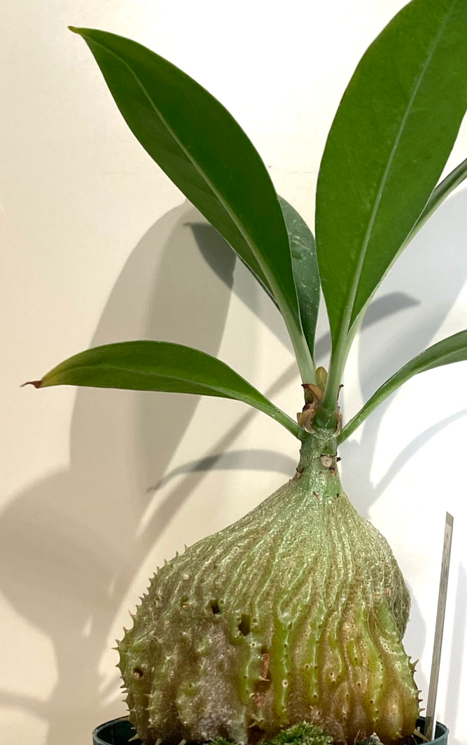 Myrmecodia ferox 5 Pieces Seeds