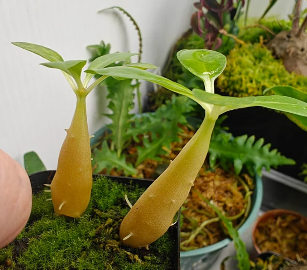 Myrmecodia schlechteri 6 Pieces Seeds