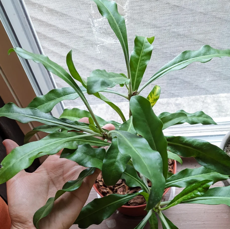 Myrmephytum selebicum 6 Pieces Seeds