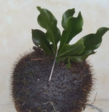 Myrmephytum Arfakianum 6 Pieces Seeds