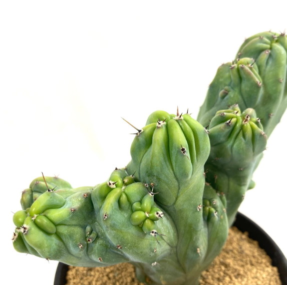 Myrtillocactus geometrizans f. cristata 12 Pieces Seeds