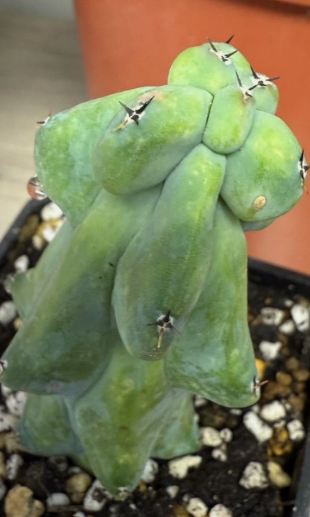 Myrtillocactus geometrizans cv. 'Fukurokuryuzinboku' 12 Pieces Seeds