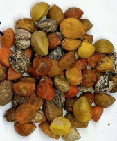 Bursera fagaroides var. elongata 5 Pieces Seeds