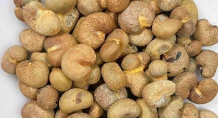 Adansonia Fony 10 Pieces Seeds