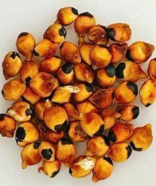 Bursera stenophylla 6 Pieces Seeds