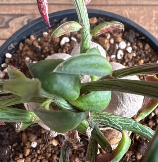Monadenium rubellum 5 Pieces Seeds