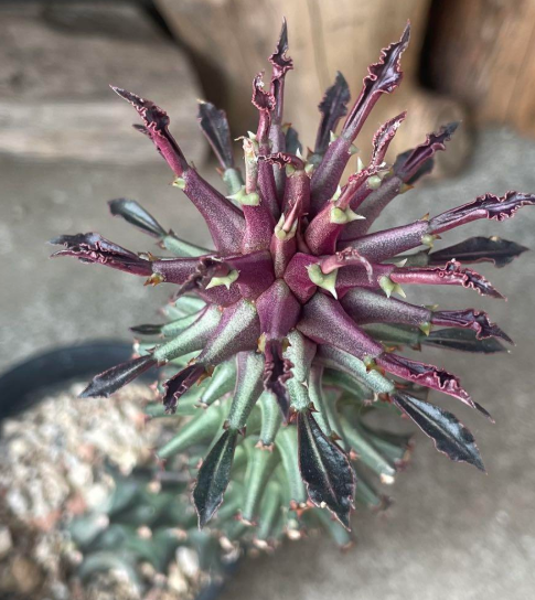Monadenium Rubellum 'Purple Shoebae' Tanzania Red 5 Pieces Seeds