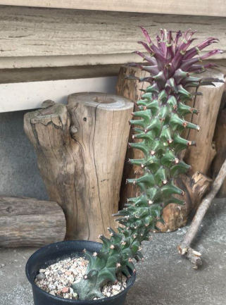 Monadenium Rubellum 'Purple Shoebae' Tanzania Red 5 Pieces Seeds