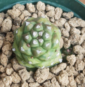 Monadenium ritchiei variegata 5 Pieces Seeds
