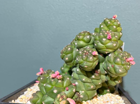 Monadenium ritchiei variegata 5 Pieces Seeds