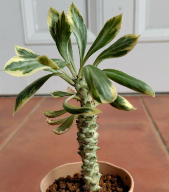 Monadenium lugardiae variegata 5 Pieces Seeds