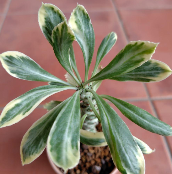 Monadenium lugardiae variegata 5 Pieces Seeds