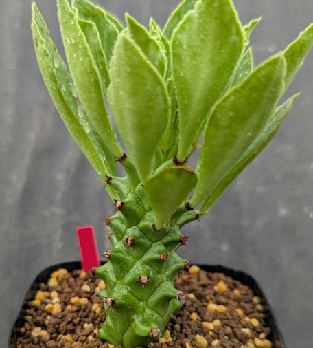 Monadenium guineense 5 Pieces Seeds
