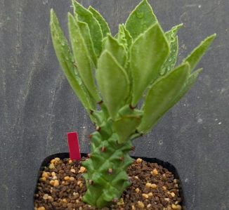 Monadenium guineense 5 Pieces Seeds