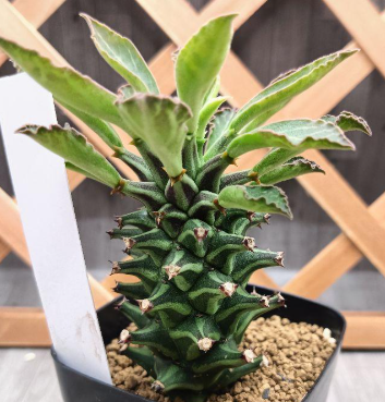 Monadenium schubei Tanzania Red 5 Pieces Seeds