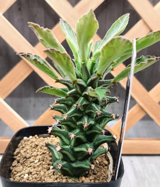 Monadenium schubei Tanzania Red 5 Pieces Seeds