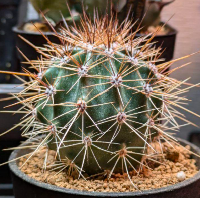 Carnegiea gigantea 10 Pieces Seeds